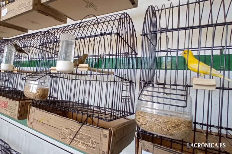 Campillos celebra la vigésima edición de su Concurso de Canaricultura, con más de 500 ejemplares participantes