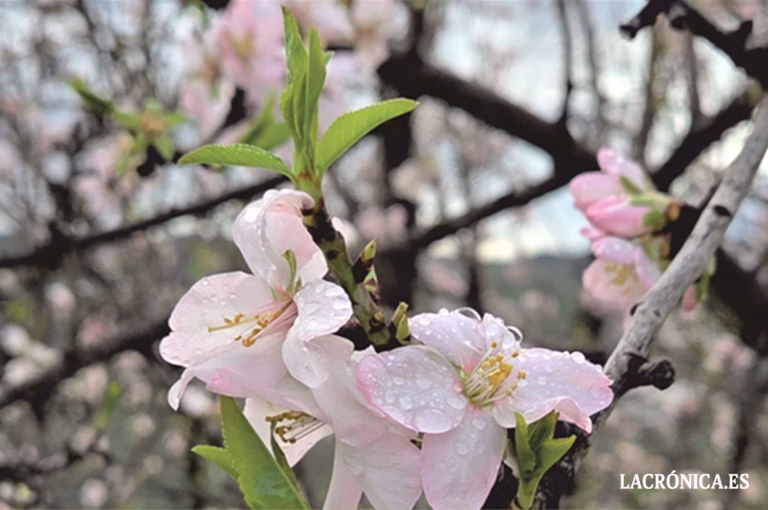 El municipio de Alameda acogerá el 15 de marzo una nueva Arbolada dentro del programa provincial Málaga Viva