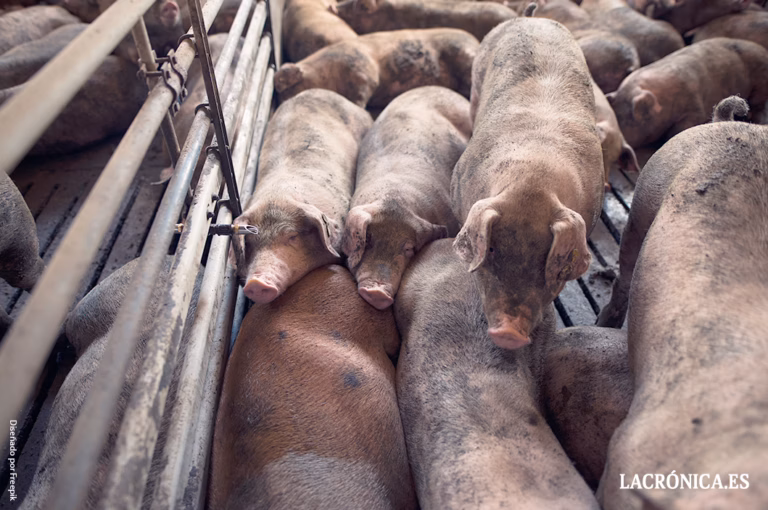 Desarticulado un grupo criminal tras ocho robos en granjas porcinas de Campillos y Sierra de Yeguas