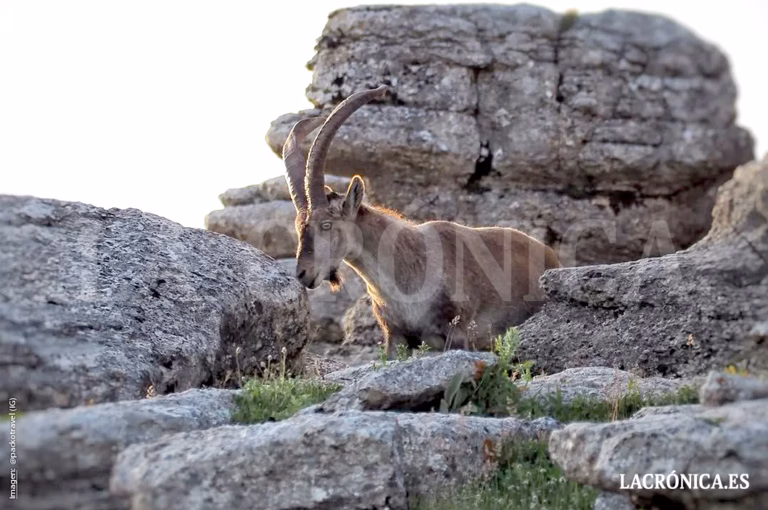 VOX llevará al Parlamento andaluz una iniciativa para reforzar la protección y gestión de El Torcal de Antequera