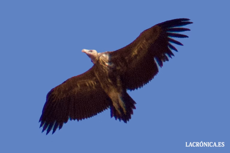 Un buitre torgo en El Torcal abre la puerta al primer registro de la especie en España