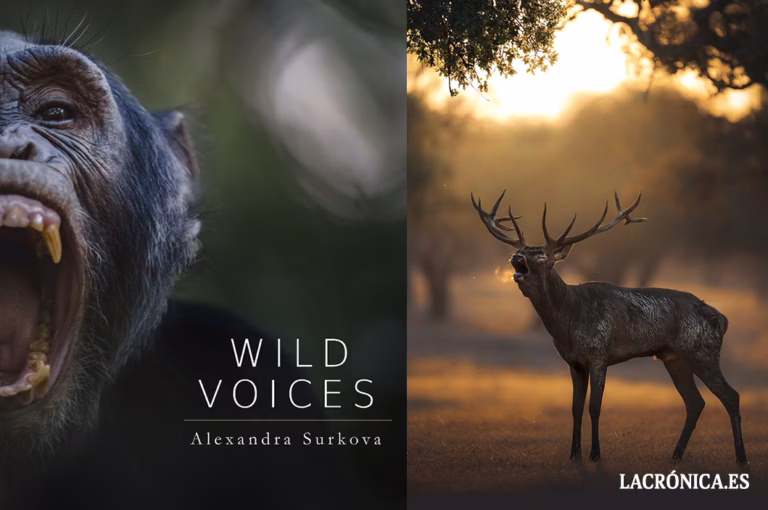 AFA presenta este mes ‘Wild Voices’ de Alexandra Surkova, una increible exposición que da voz a la naturaleza a través de la fotografía
