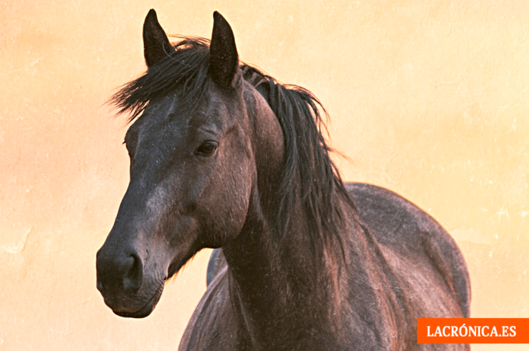 Almargen celebra el VIII Día del Caballo con un espectáculo ecuestre de Paco Martos