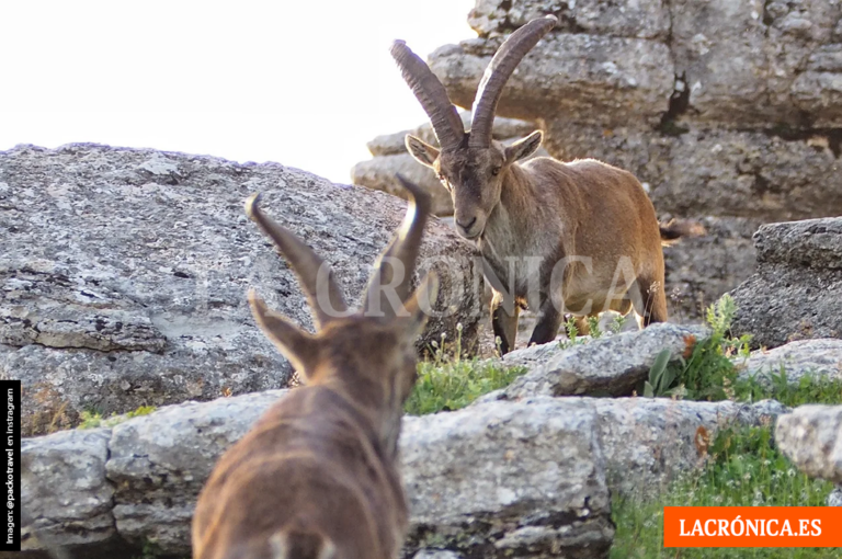 Ecologistas en Acción alerta del impacto ambiental de los nuevos proyectos previstos en el Torcal de Antequera